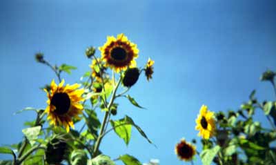 kbe_color_sunflower.jpg